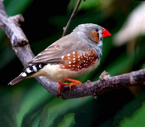 珍珠鳥幼鳥|【珍珠鳥幼鳥】如何養殖珍珠鳥幼鳥：飼養技巧、繁殖方法與生態。